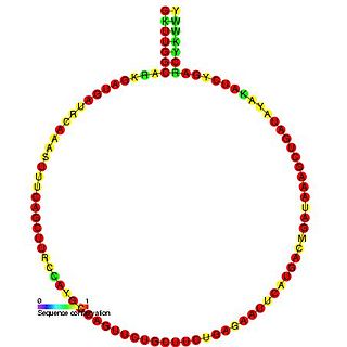 Small nucleolar RNA Z223