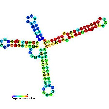 Repression of heat shock gene expression (ROSE) element