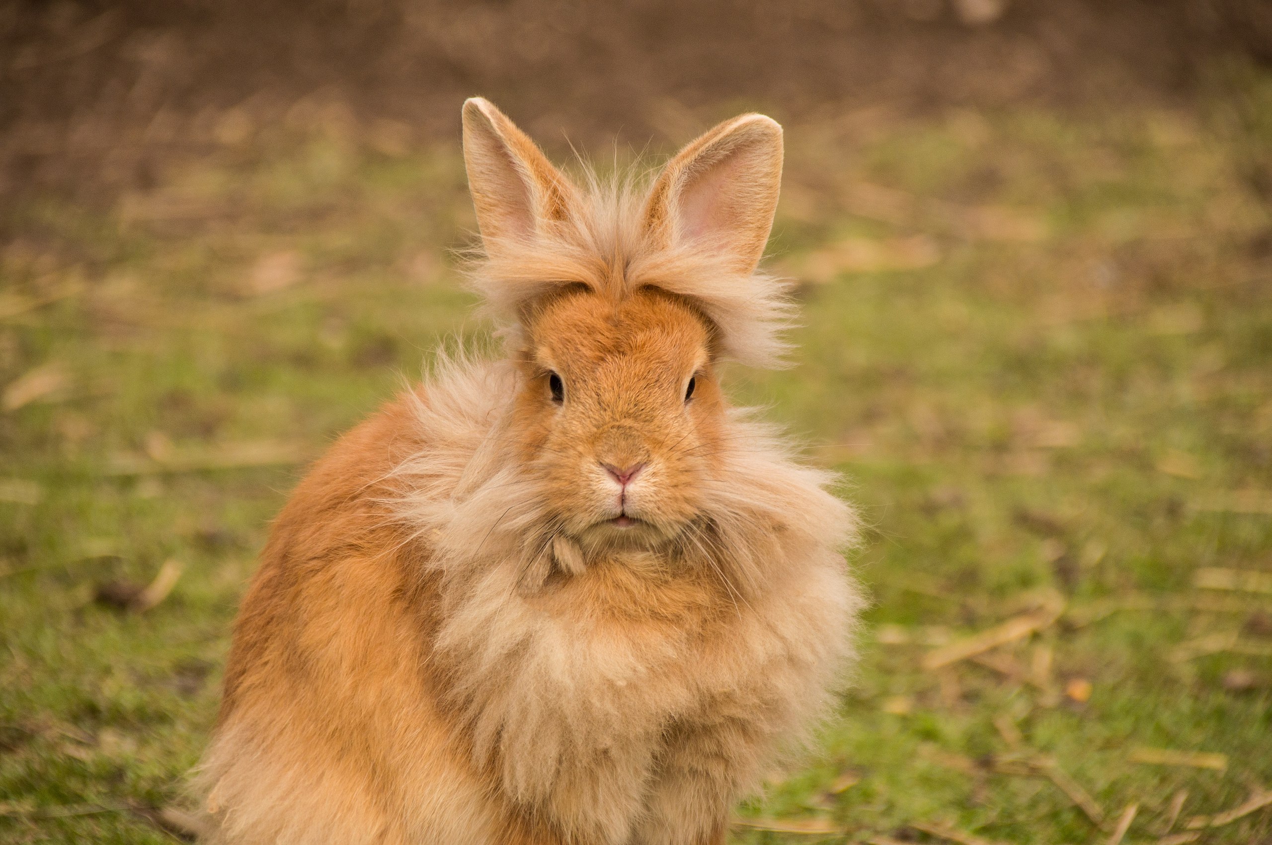 Rabbit hair - Wikipedia