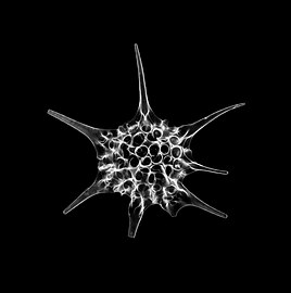 Fossil radiolarian