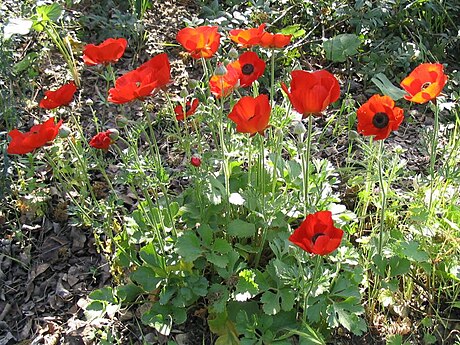 Ranunculus asiaticus