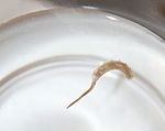 E. tenax larva