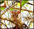 Sahyadris forest rat