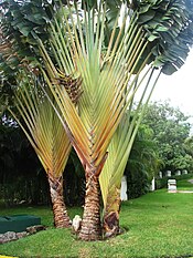 Ravenala madagascariensis (Novoa 1) .jpg