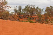 A Red Sand Dune, Queensland, Australia