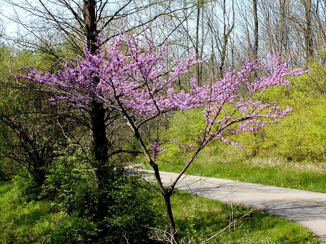 Arbre de l'amor americà