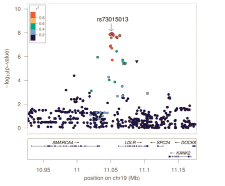 Regional association plot, showing individual SNPs in the LDL receptor region and their association to LDL-cholesterol levels. This type of plot is similar to the Manhattan plot in the lead section, but for a more limited section of the genome. The haploblock structure is visualized with colour scale and the association level is given by the left Y-axis. The dot representing the rs73015013 SNP (in the top-middle) has a high Y-axis location because this SNP explains some of the variation in LDL-cholesterol. Regional Association Plot.png