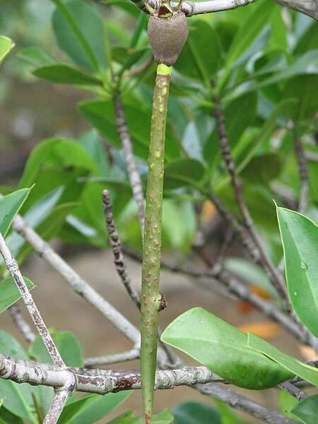 File:Rhizophora mucronata Propagules.jpg