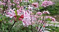 * Nomination A closup of Rhododendron canescens flowers in Greenville, South Carolina --EoRdE6 20:28, 7 January 2017 (UTC) * Promotion Good quality. Ah,...Greenville, home, sweet home :) --Poco a poco 21:33, 7 January 2017 (UTC)