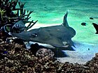 Rhynchobatus syndey aquarium.jpg