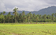 Reisanbau auf Mindanao
