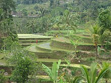 Rice terraces tegalaland (9).jpg