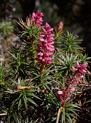 <i>Richea scoparia</i> Species of flowering plant