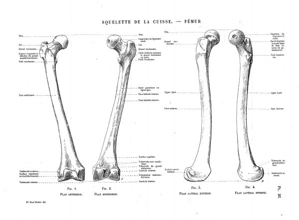 SQUELETTE DE LA CUISSE. — FÉMUR Pl. 26