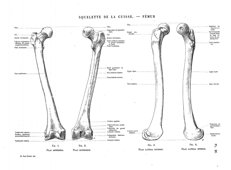 File:Richer - Anatomie artistique, 2 p. 33.png