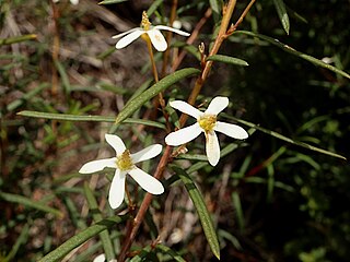 <i>Ricinocarpos glaucus</i> Species of shrub