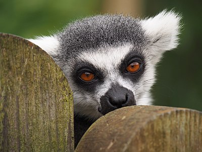 Lemur catta (Ringed-tailed Lemur)