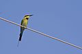 Rainbow Bee-eater, Merops ornatus - Beeliar wetlands burrows(nesting) in the path of Roe 8