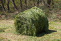 * Nomination Roll of fresh grass, Valverde, Vilarromarís, Oroso, Galicia, Spain --Lmbuga 18:52, 19 April 2012 (UTC) * Promotion Good quality. --NorbertNagel 21:30, 21 April 2012 (UTC)