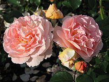 'Sangerhauser Jubilaumsrose', Kordes 2003 Rosa 'Sangerhauser Jubilaumsrose' 02.JPG