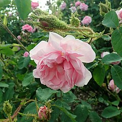 Rosa muscosa communis (Rosarium Sangerhausen)