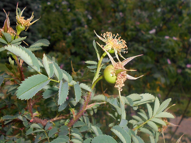 File:Rosa spinosissima 2016-05-31 2292.jpg