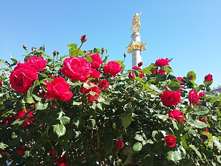 Roses at Liberty Square.jpg