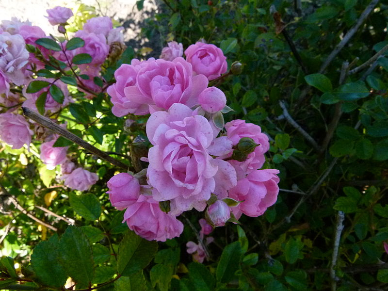 File:Roses du Jardin - Château du Moulin.JPG