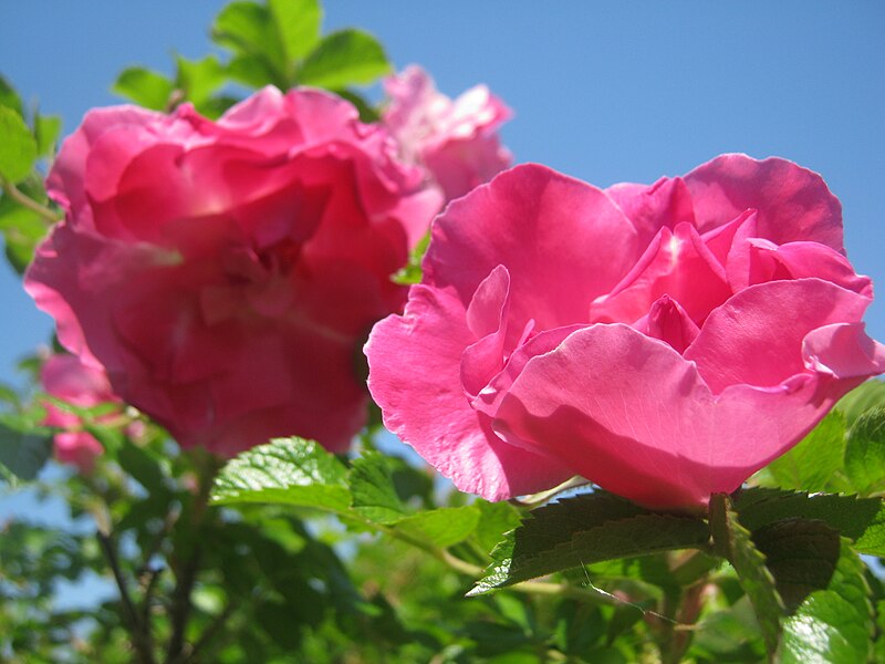 File:Roses rugosa.jpg