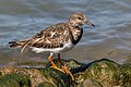 * Nomination A ruddy turnstone (Arenaria interpres) on a rock, in Île d'Aix, France. --Alexis Lours 12:30, 29 April 2024 (UTC) * Promotion  Support Good quality. --Poco a poco 13:56, 29 April 2024 (UTC)