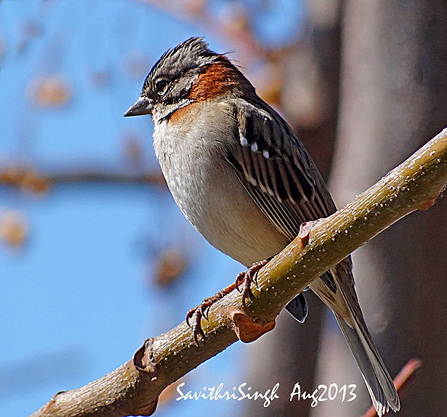 File:RufouscollaredsparrowDSC04529 250813 buenosaires.jpg