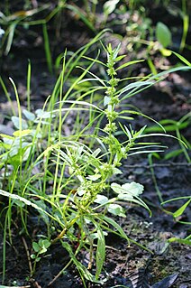 <i>Rumex palustris</i>