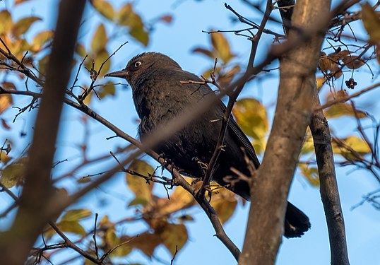 Rusty blackbird, Vale of Cashmere
