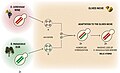 2024年4月14日 (日) 23:00版本的缩略图