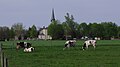 Saint Wendelin Catholic Church (Mercer Co., Ohio) - holsteins grazing.jpg