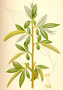 Salix fragilis knäckepil.jpg