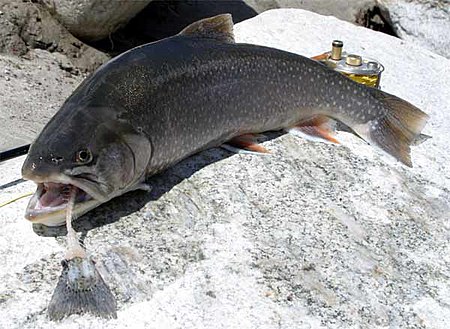 Salvelinus_alpinus