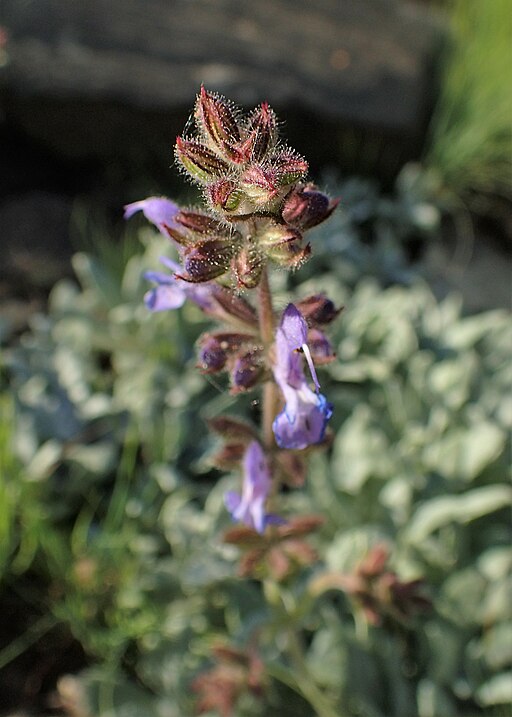 Salvia canescens var. daghestanica kz02