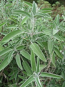 Salvia officinalis 02 by Line1.JPG