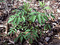 Thumbnail for File:Sambucus nigra ssp canadensis 0014021.jpg