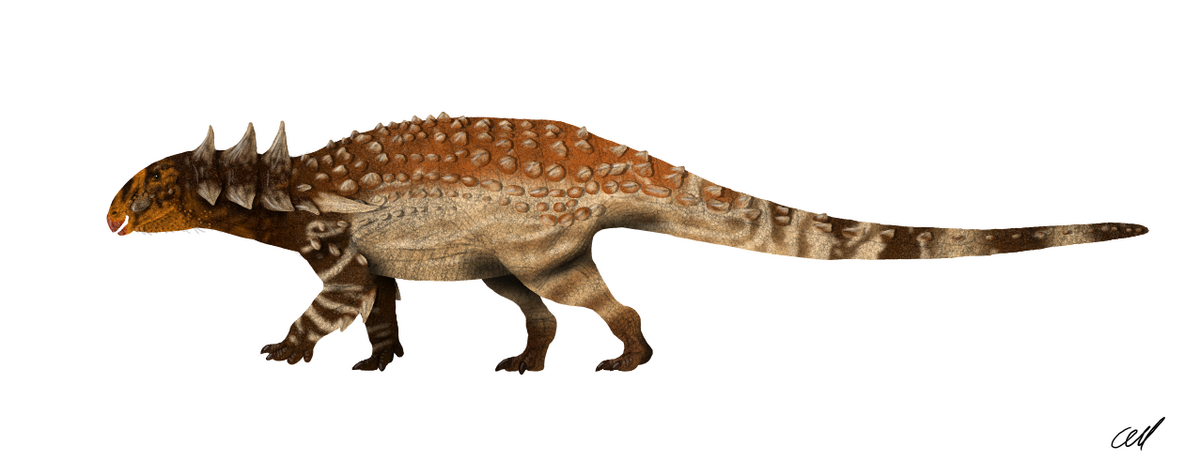 sauropelta