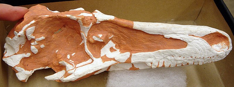 File:SaurornithoidesSkull.JPG