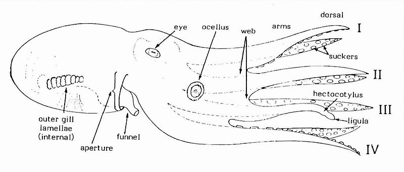 File:Schematic lateral aspect of octopod features.jpg