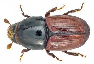 <i>Scolytus scolytus</i> Species of beetle