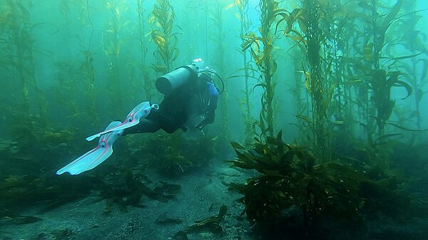 The undersea kelp forest of Ana Capa off of the coast of Oxnard, California