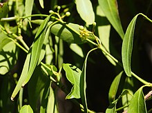 Feuillage et fleur de Secamone elliptica.jpg