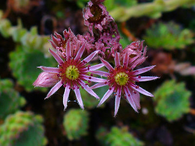 Sempervivum leucanthum Flowers