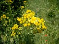 Senecio jacobaea