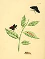 138. Papilio barcastus (= Mysoria barcastus)