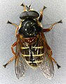 Sericomyia lappona